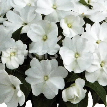 impantiens Nua Guinea Balzamína bílá - 023