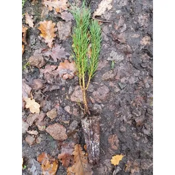 Sazenice Borovice kleč 30-60 cm QP40