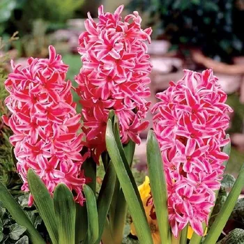 Sazenice Hyacint Eros - Hyacinthus - cibule hyacintu - 1 ks