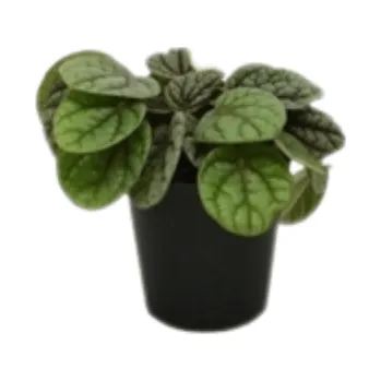 Gardners Peperomia Greyhound, průměr 6 cm Peperomie, pepřinec