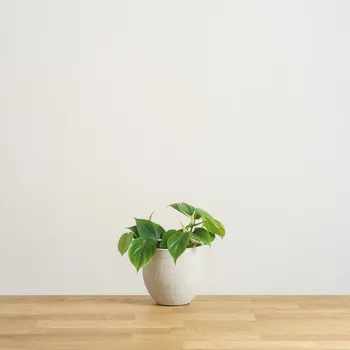 Sazenice Philodendron scandens 12 cm