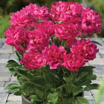 Semeno Pivoňka Patio London - Paeonia lactiflora - hlízy pivoňky - 1 ks