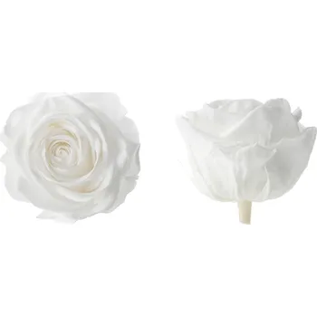 Hlavy růží - premium 4 ks White - bílá