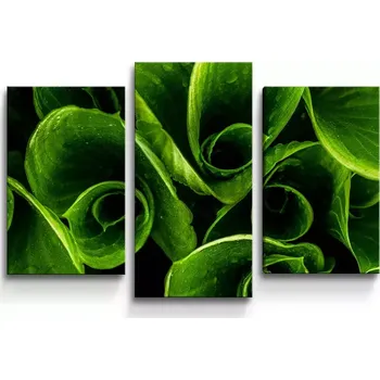 Obraz Sablio Obraz - 3-dílný Zelené listy - 75x50 cm