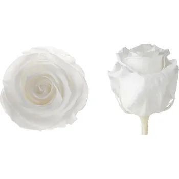 Hlavy růží - princess 16 ks White - bílá