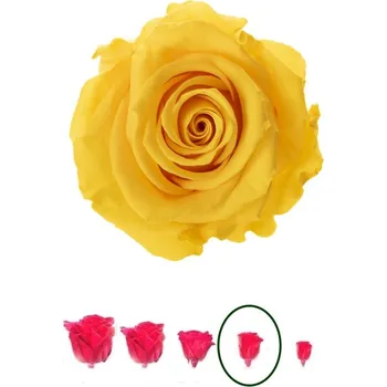 Hlavy růží - mini 12 ks