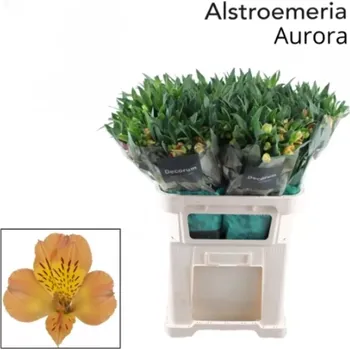 Sazenice Svazek 10 Alstromérií AURORA 70cm
