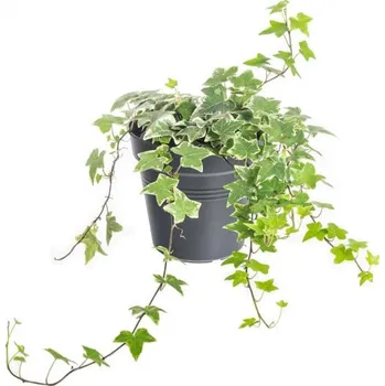 Sazenice Břečťan popínavý pokojový, Hedera helix, panašovaný, průměr květináče 13 cm