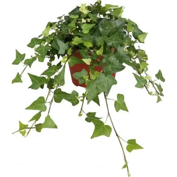Sazenice Břečťan popínavý pokojový, Hedera helix, zelený, průměr květináče 13 cm