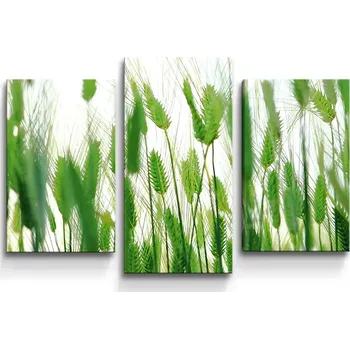 Obraz Sablio Obraz - 3-dílný Klasy - 75x50 cm