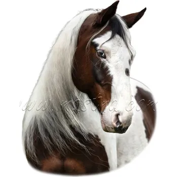 Paint horse, cob, samolepka koně