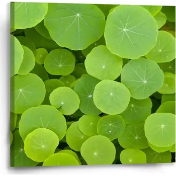 Obraz Sablio Obraz Listy leknínu - 50x50 cm