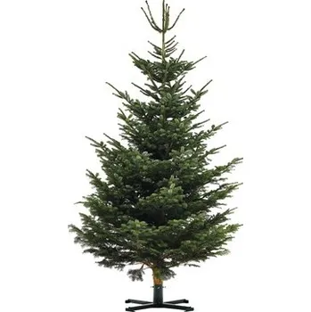 Vánoční stromek NORDMANNgold Řezaný vánoční strom jedle dánská Nordmann Gold 400 - 450 cm XXXL