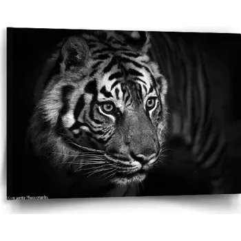 Obraz Sablio Obraz Černobílý tygr - 90x60 cm