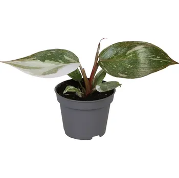 Gardners Philodendron Red Anderson, průměr 6 cm Filodendron