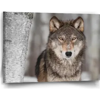 Obraz Sablio Obraz Vlk 2 - 60x40 cm