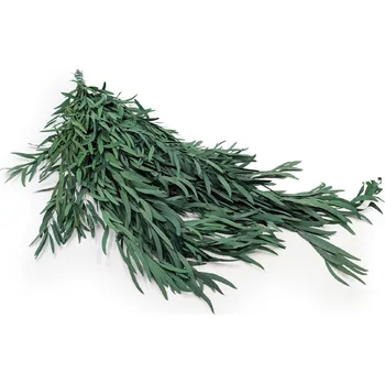 mech-mech.cz Stabilizovaný eukalyptus Nicoly - zelený