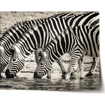 Plakát Sablio Plakát Zebry u vody - 90x60 cm