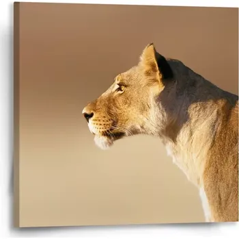 Obraz Sablio Obraz Lvice 2 - 50x50 cm