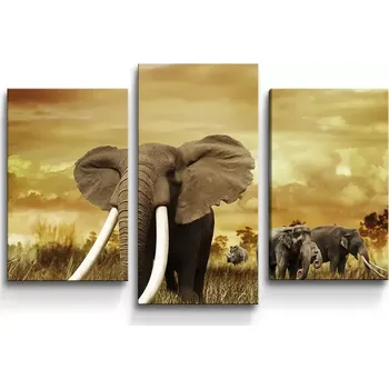 Obraz Sablio Obraz - 3-dílný Slon Africký - 75x50 cm