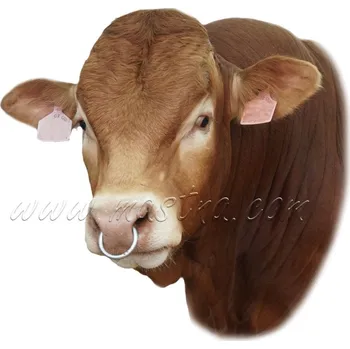 Limousine, skot, samolepka býk 2