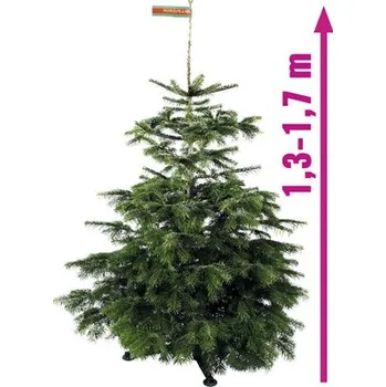 Vánoční stromek Řezaný vánoční strom jedle dánská Nordmann Gold 130 - 170 cm