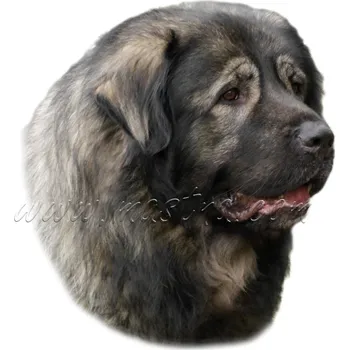 Polep vozidla Šarplaninec, kavkaz, samolepka oboustranná 144