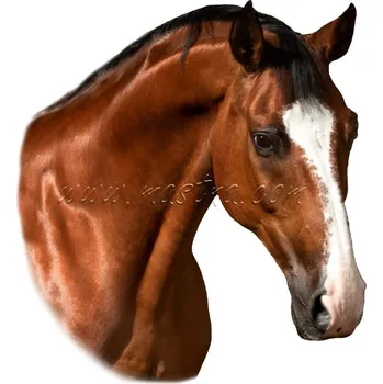 Teplokrevník, samolepka kůň, koně