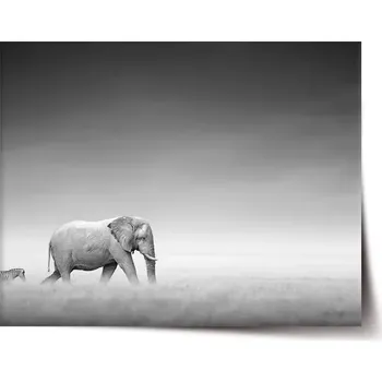 Plakát Sablio Plakát Slon a zebra - 60x40 cm