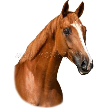 Teplokrevník, samolepka kůň, koně, ryzák