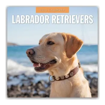 Diář Labrador Retrievers - Labrador Retriever 2026 - 16-Monatskalender (EN)