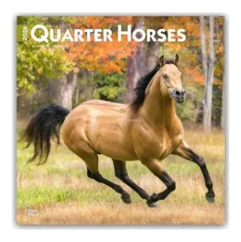 Diář Quarter Horses - Quarter Horse 2026 - 16-Monatskalender (EN)