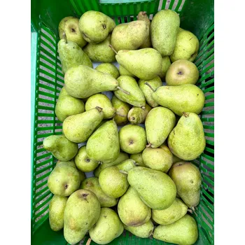 Sazenice SISPO hrušky Erika, min. 2 kg