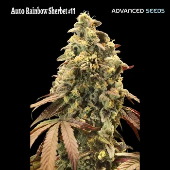 Pěstitelství Advanced Seeds Auto Rainbow Sherbet #11 Počet ks Feminizované: 1