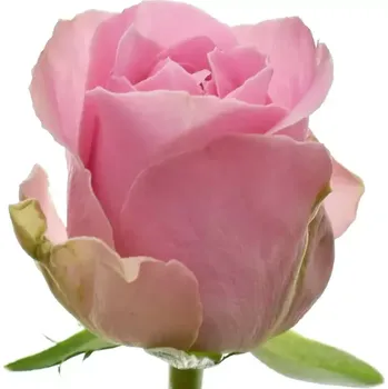 umělá květina Růžová růže WHAM 60cm (M)