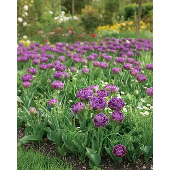 Semeno Holland Bulbs Tulipán 'Blue wow' 5 ks