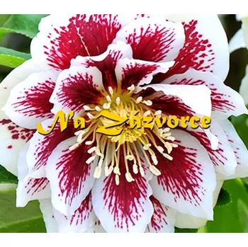Sazenice Čemeřice 'DOUBLE White Spotted' (Helleborus orientalis 'Double Ellen White Spotted') 1L