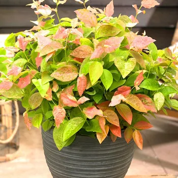 Sazenice /ČTYŘLETÁ/ KANADSKÁ BORŮVKA ´FLAMINGO´ Zakrslá kont. 2,5L