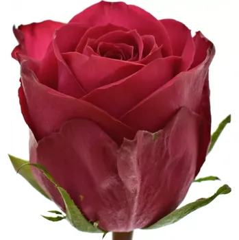 umělá květina Růžová růže MADAM CERISE 40cm (M)