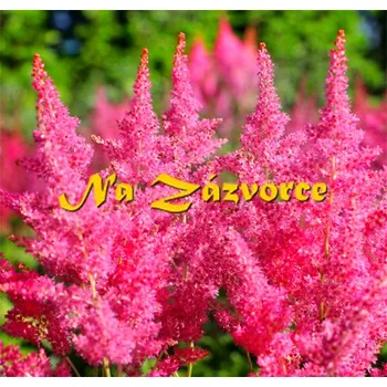 Sazenice Čechrava japonská ´Mainz´ (Astilbe japonica´Mainz´)