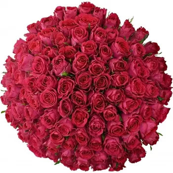 umělá květina Kytice 100 vínových růží MADAM CERISE 40 cm