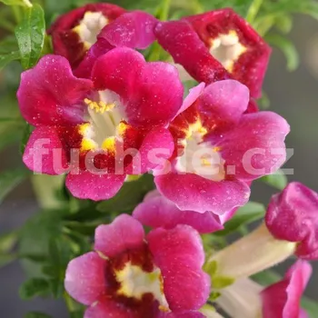 Antirrhinum Hledík červený (Hledík červený) - 027C