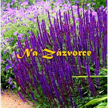 Sazenice Šalvěj hajní ´Caradonna´ (Salvia nemorosa ´Caradonna´)