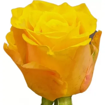 umělá květina Žlutá růže SONRISA 40cm (M)