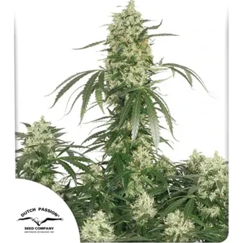 Semeno Dutch Passion - The Ultimate 1 ks