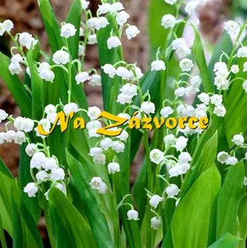 Sazenice Koniklec BÍLÝ (Pulsatilla vulgaris Alba)