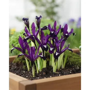 Semeno Kosatec reticulata 'Purple Gem' 10 ks