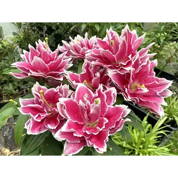 Cibulovina Lilie Roselily Samantha 3 ks