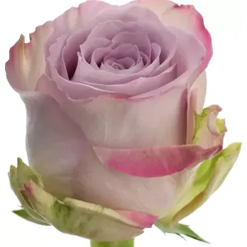 umělá květina Fialová růže MEMORY LANE! 50cm (L)