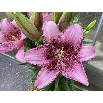 Cibulovina Lilie Sweet Sugar 3 ks